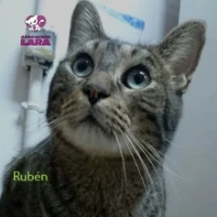 Adopta a Ruben