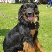 Adopta a Sansón