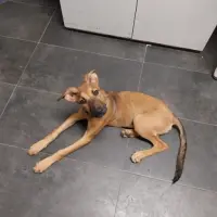 Adopta a Vika