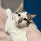Adopta a Alaska