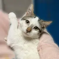 Adopta a Alaska