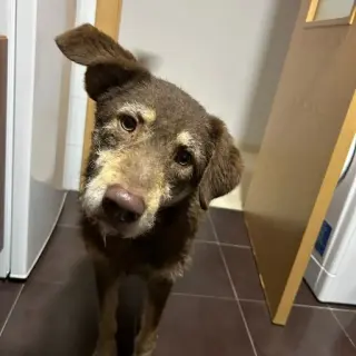 Lucho