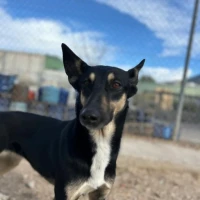 Adopta a Molly - Perrita En Adopción Tlf 645978718