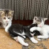 Adopta a Gatitos