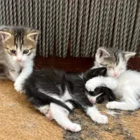 Adopta a Gatitos