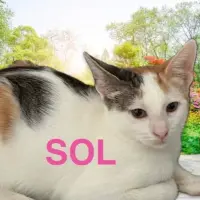 Adopta a Sol