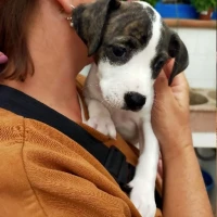 Adopta a Heidi