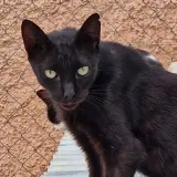 Adopta a Balu