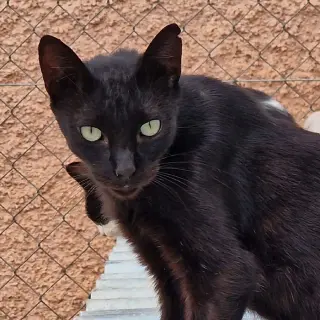Balu