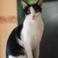 Adopta a Pando