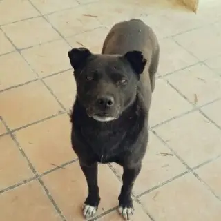 Frodo