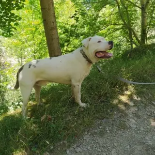 Mantxi.