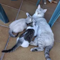 Adopta a Los Niños De Nana
