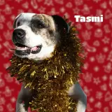 Adopta a Tasmi