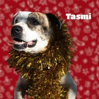 Adopta a Tasmi