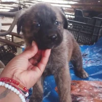 Adopta a Lena Un Mes