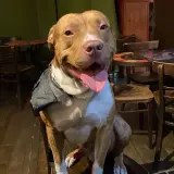 Adopta a Kratos