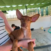 Adopta a Zeus Cachorro Tlf 645978718