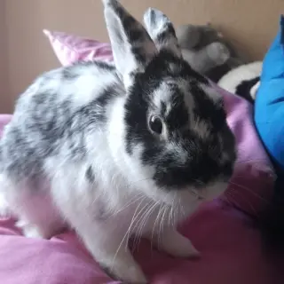 Tambor
