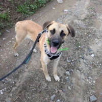 Adopta a Zeus