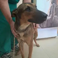 Adopta a Isaac