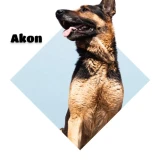 Adopta a Akon