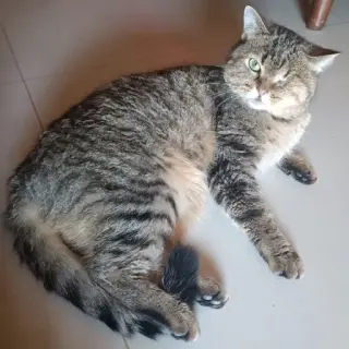 Linda