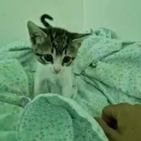 Adopta a Asia