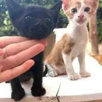 Adopta a Toffee & Eli