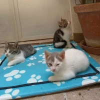 Adopta a Simba, Dani Y Nala Ev