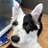 Adopta a Luna