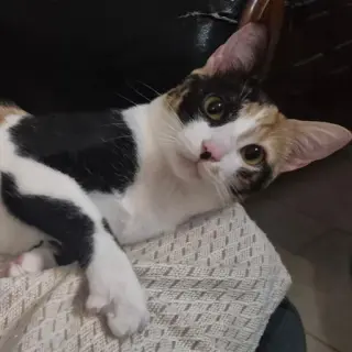 Bambú