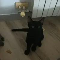 Adopta a Onyx
