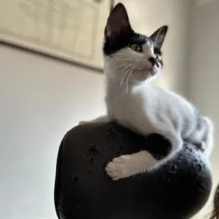 Lola