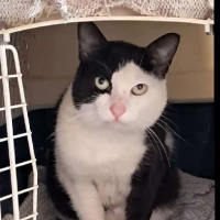 Adopta a Lo Han Abandonado