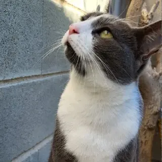 Bella