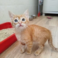 Adopta a Pirata
