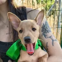Adopta a Ares, Cachorro  Tlf 645978718