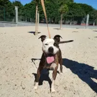 Adopta a Katana