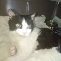 Adopta a Rio