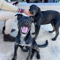 Adopta a Rocky E Princesa