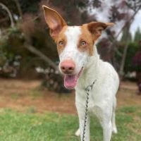 Adopta a Roni