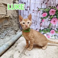 Adopta a Luke