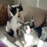 Adopta a Sal Y Pebre