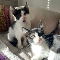 Adopta a Sal Y Pebre