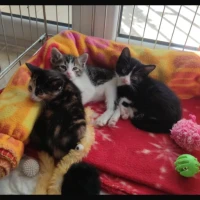 Adopta a Lila, Rulo Y Meco