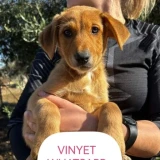 Adopta a Vinyet