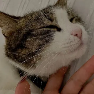 Bruno