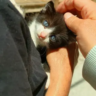 Cachorro Gato