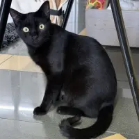 Adopta a Will